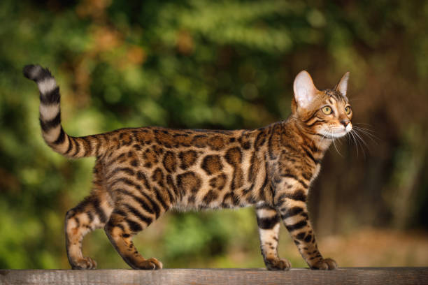 Bengal